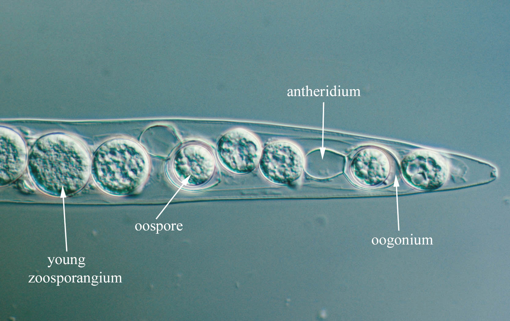 Представитель Семейства Myzocytiopsidaceae